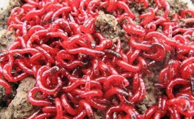 紅蟲作為主食有哪些缺點(diǎn)？（紅蟲作為一天能抓“紅蟲”100多斤!）