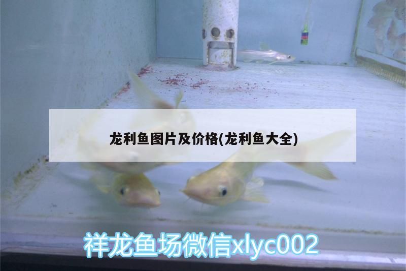 龍利魚圖片及價格(龍利魚大全)（龍利魚和龍利魚圖片及價格一斤50元1斤）
