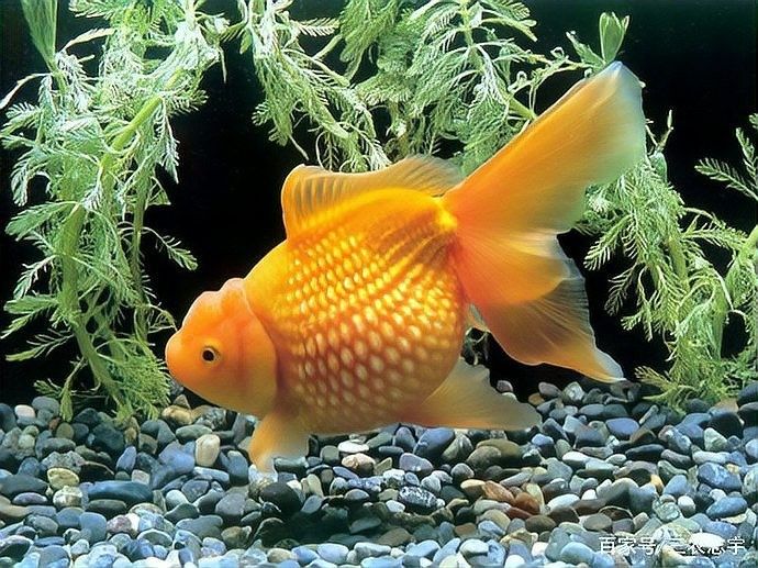 金龍魚張嘴如何治療（龍魚張嘴呼吸咋回事）