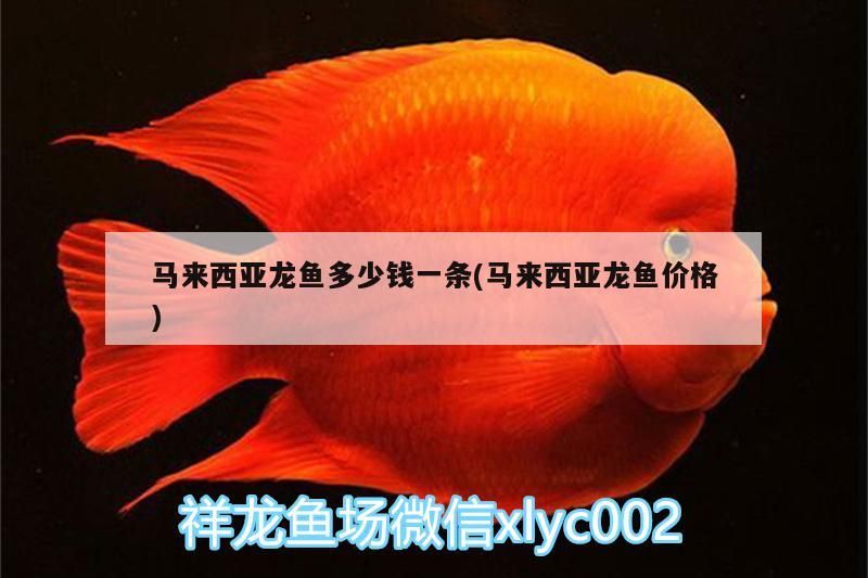 馬來西亞龍魚多少錢一條(馬來西亞龍魚價格)