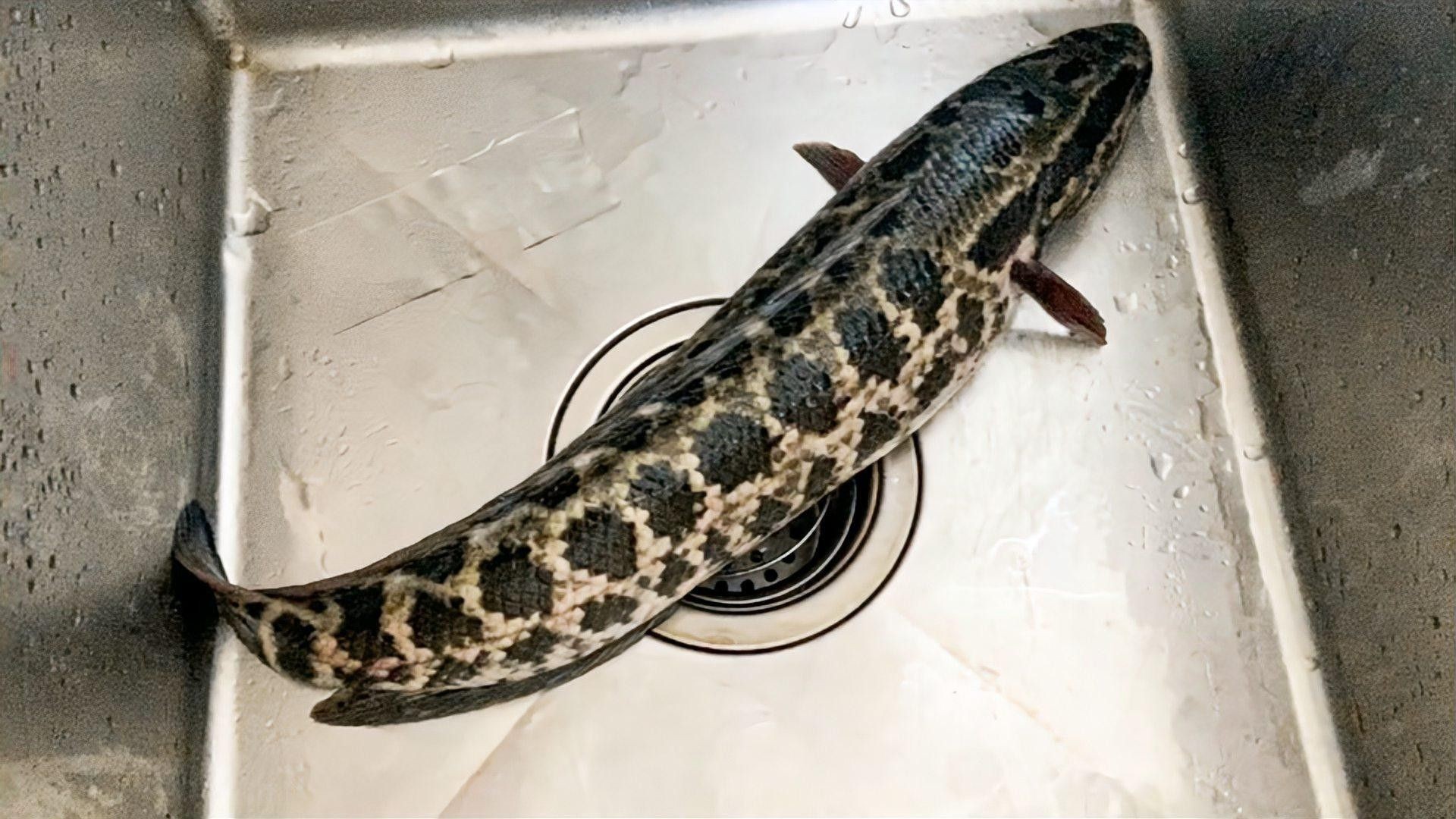 黑魚吃不吃蔬菜？