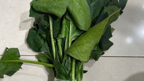 黑魚吃不吃蔬菜？