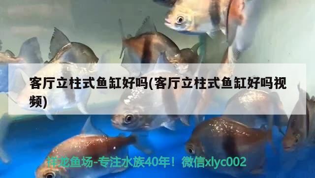 客廳立柱式魚缸好嗎(客廳立柱式魚缸好嗎視頻)（客廳立柱式魚缸好不好）