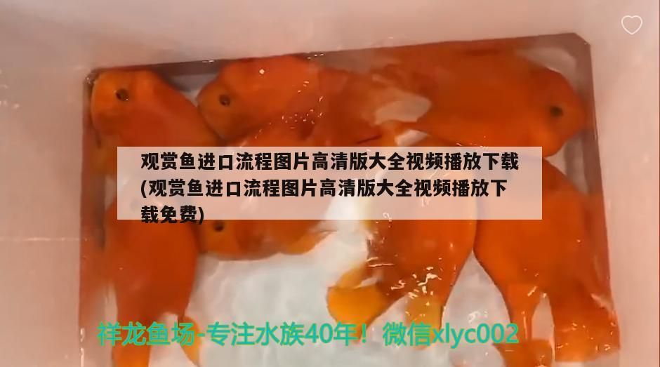 觀賞魚進(jìn)口流程圖片高清版大全視頻播放下載(觀賞魚進(jìn)口流程圖片高清版大全視頻播放下載免費(fèi))（從國外觀賞魚進(jìn)口流程圖片高清版大全視頻播放下載）