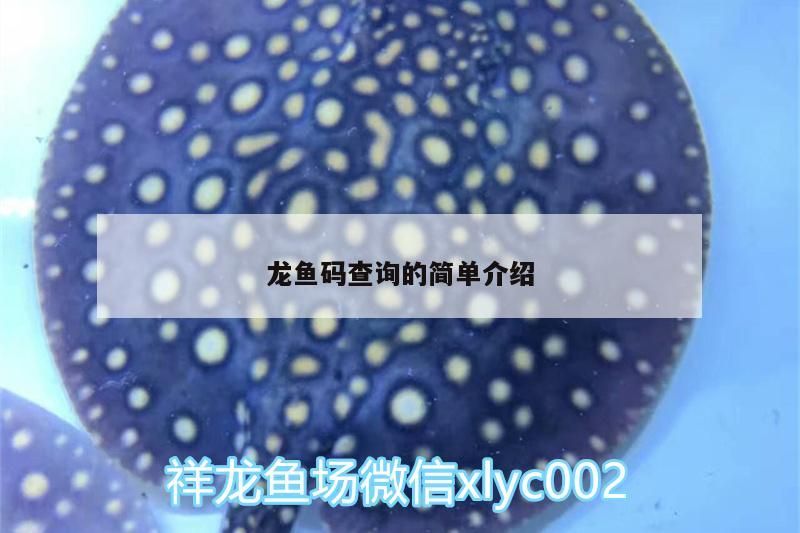 龍魚碼查詢的簡單介紹（龍魚碼查詢和對應的相關信息）