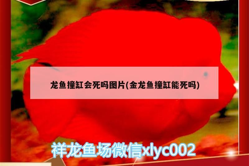 龍魚撞缸會(huì)死嗎圖片(金龍魚撞缸能死嗎)（金龍魚撞缸會(huì)死嗎圖片） 龍魚撞缸會(huì)死嗎圖片(金龍魚撞缸能死嗎)（金龍魚撞缸會(huì)死嗎圖片） 觀賞魚百科