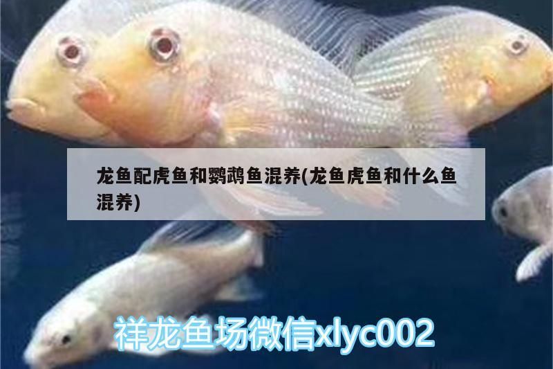 龍魚配虎魚和鸚鵡魚混養(龍魚虎魚和什么魚混養)（關于龍魚配虎魚和鸚鵡魚混養）