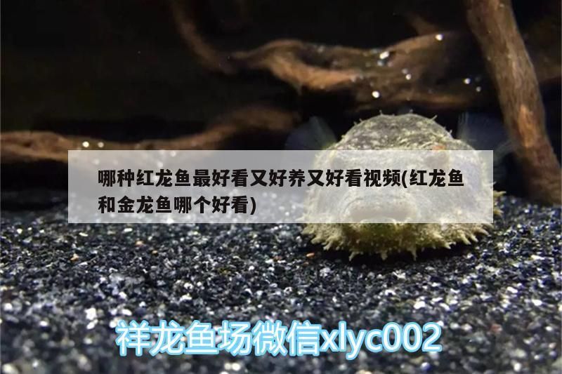 龍魚缸最低尺寸是多少？，龍魚缸尺寸對照表