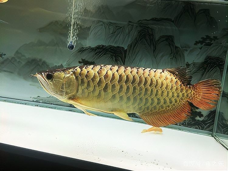 如何判斷金龍魚是否開始爬背？（如何判斷金龍魚開始爬背？）