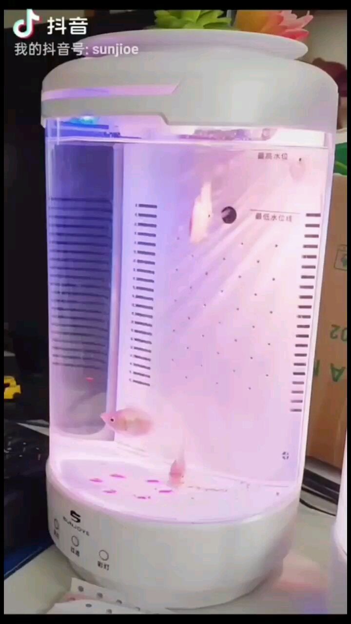 本溪水族館森喬小白麗打卡:接吻魚接吻那瞬間（本溪水族館森喬小白麗打卡）