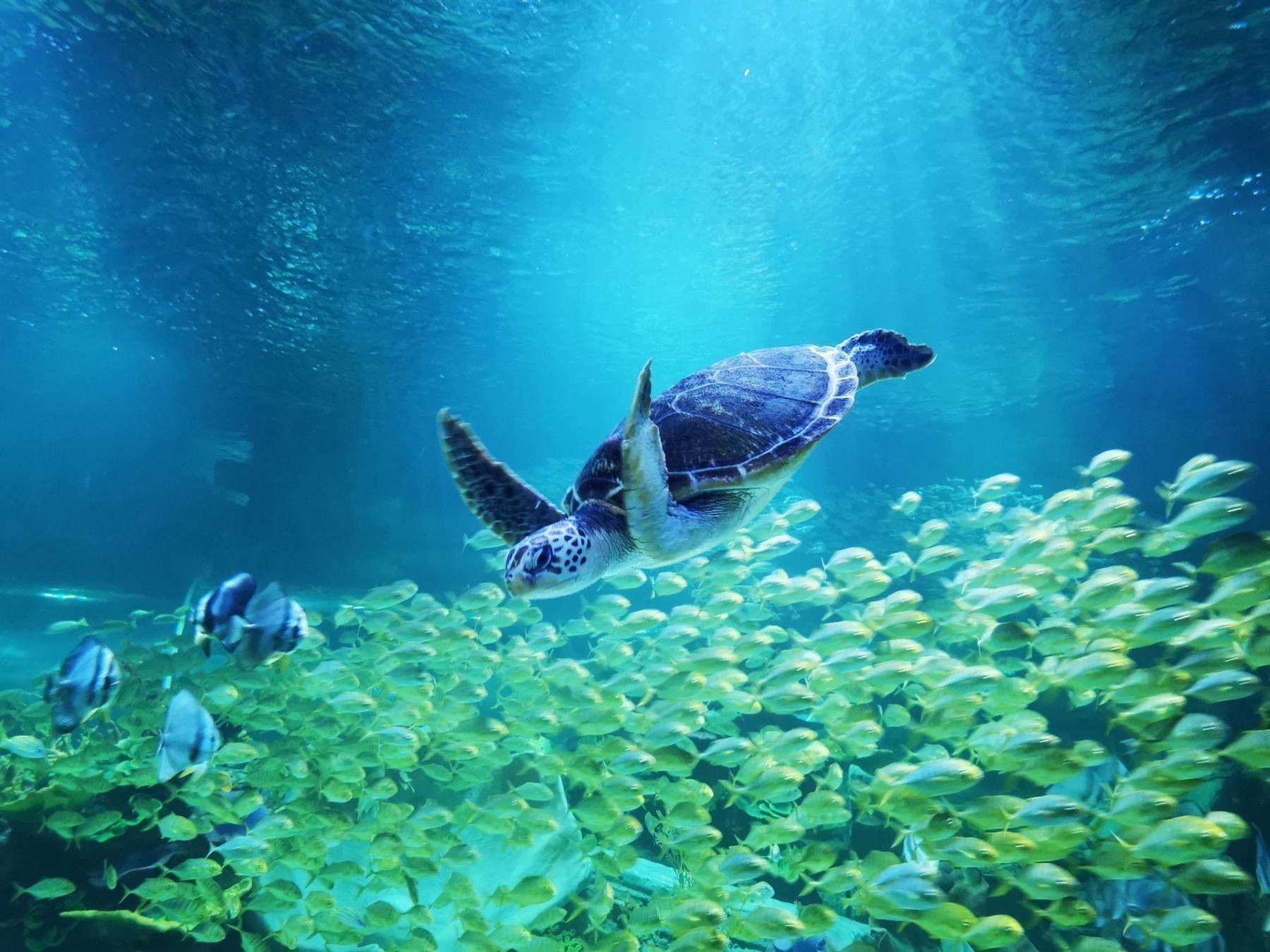 平頂山哪個水族館龍魚好？祥龍魚場龍魚（平頂山市的龍魚愛好者們，你們好！）