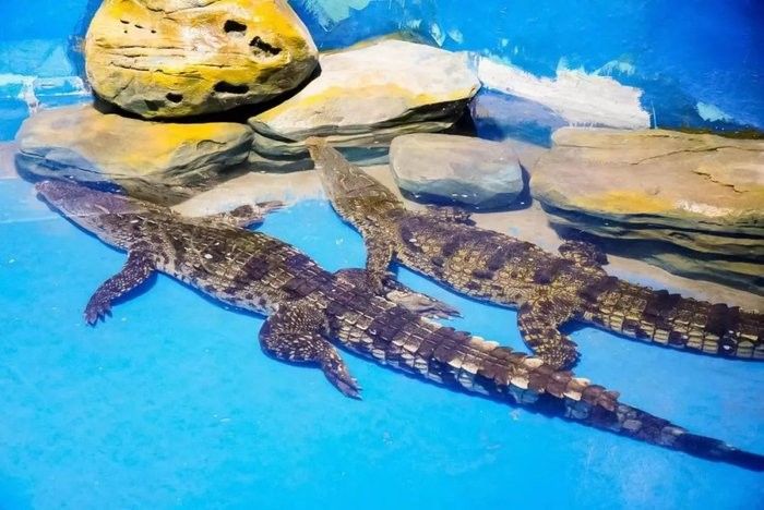 平頂山哪個水族館龍魚好？祥龍魚場龍魚（平頂山市的龍魚愛好者們，你們好！）