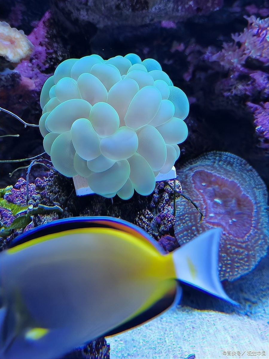 黑帶龍魚繁殖時需要注意什么（關于黑帶龍魚繁殖時需要注意的要點）