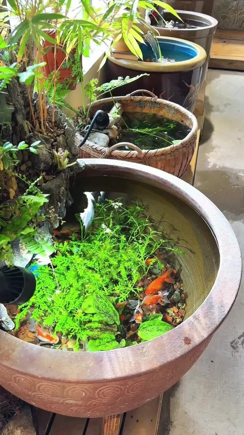 鄂倫春旗哪個水族館龍魚好？祥龍魚場龍魚（上海海洋水族館的龍魚種類有哪些祥龍魚場飼養全指南）