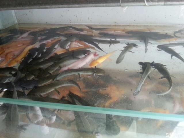 株洲龍魚批發:株洲哪里的水產批發市場最大（株洲哪里的水產批發市場最大）