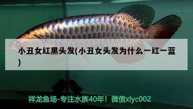 薩爾圖龍魚的化石發(fā)現(xiàn)地在哪里，薩爾圖龍魚化石在中國(guó)有哪些重要發(fā)現(xiàn)