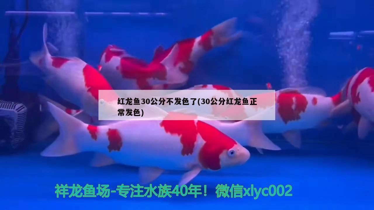小丑女紅黑頭發(小丑女頭發為什么一紅一藍)（《和平精英》小丑女紅黑頭發為什么一紅一藍對應的信息）