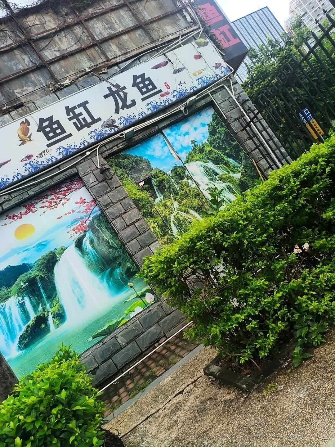 深圳龍魚市場的地址（深圳龍魚市場及店鋪地址信息：深圳龍魚市場及店鋪地址）