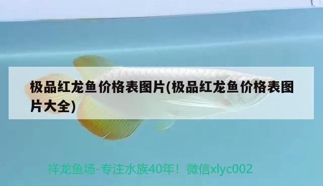 極品紅龍魚價格表圖片(極品紅龍魚價格表圖片大全)