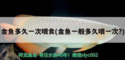 金魚多久一次喂食(金魚一般多久喂一次?)（金魚一般多久喂一次，） 金魚多久一次喂食(金魚一般多久喂一次?)（金魚一般多久喂一次，） 觀賞魚百科