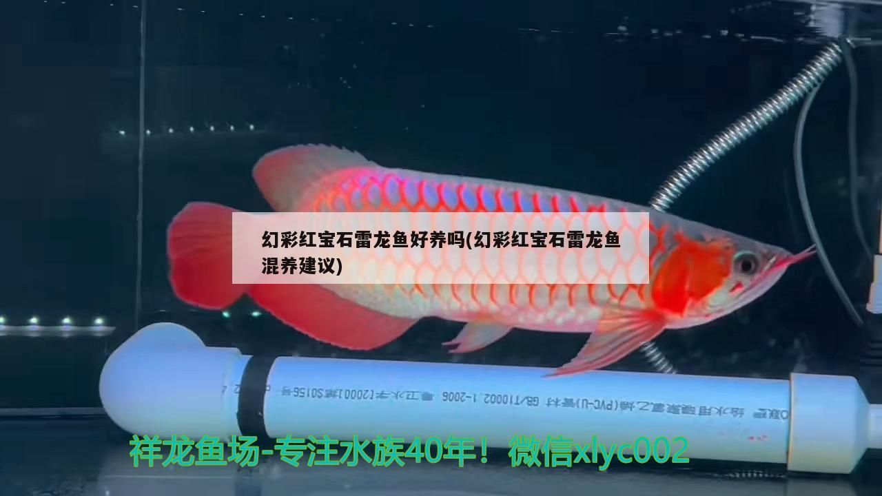 幻彩紅寶石雷龍魚好養嗎(幻彩紅寶石雷龍魚混養建議)（幻彩紅寶石雷龍魚好養嗎，）