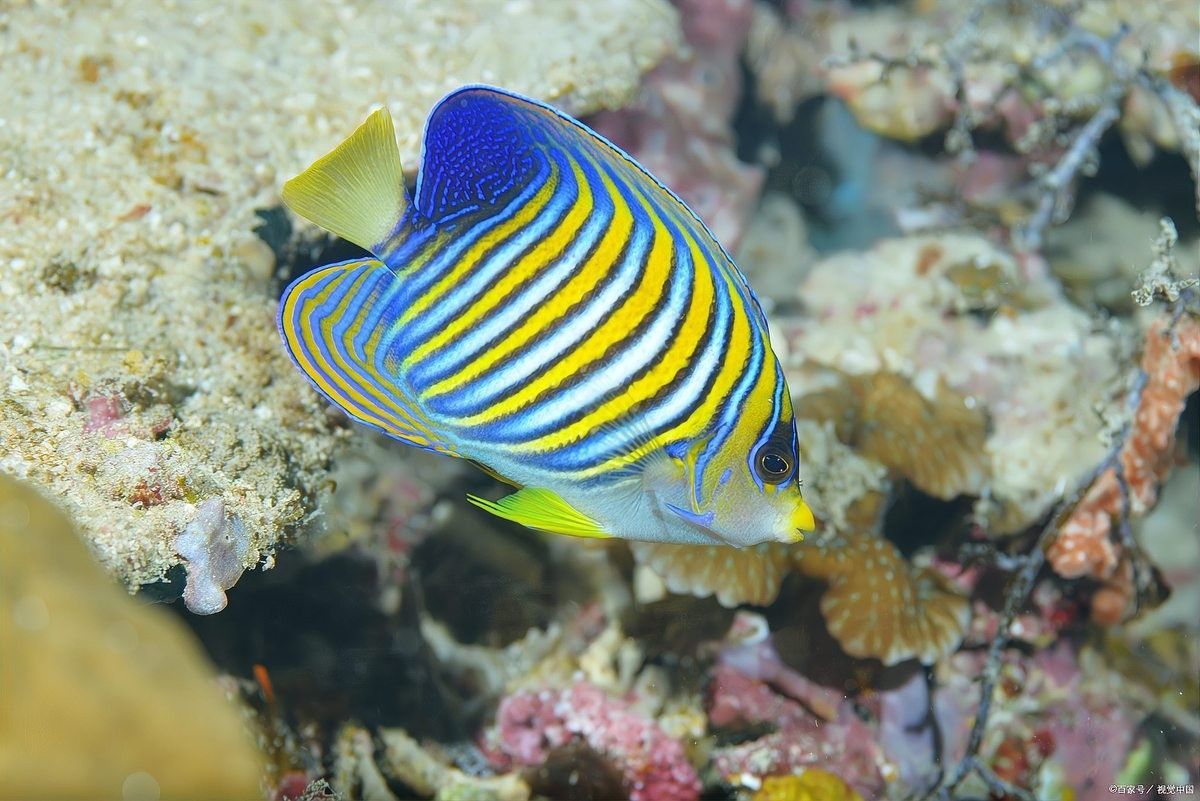 如何降低狗頭魚和龍魚混養的風險（狗頭魚和龍魚混養指南與注意事項犯懶大王康康）