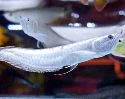 養紅龍魚需要注意什么問題視頻（養紅龍魚的注意事項）