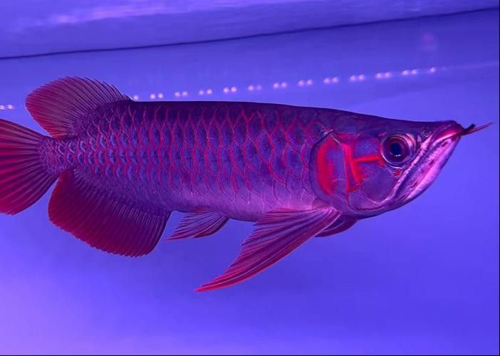 給我幾張印尼紅龍魚的高清壁紙（印尼紅龍魚高清壁紙）