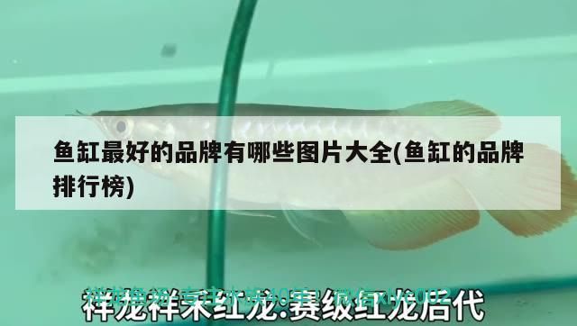 魚缸最好的品牌有哪些圖片大全(魚缸的品牌排行榜)（中國最好的魚缸品牌）