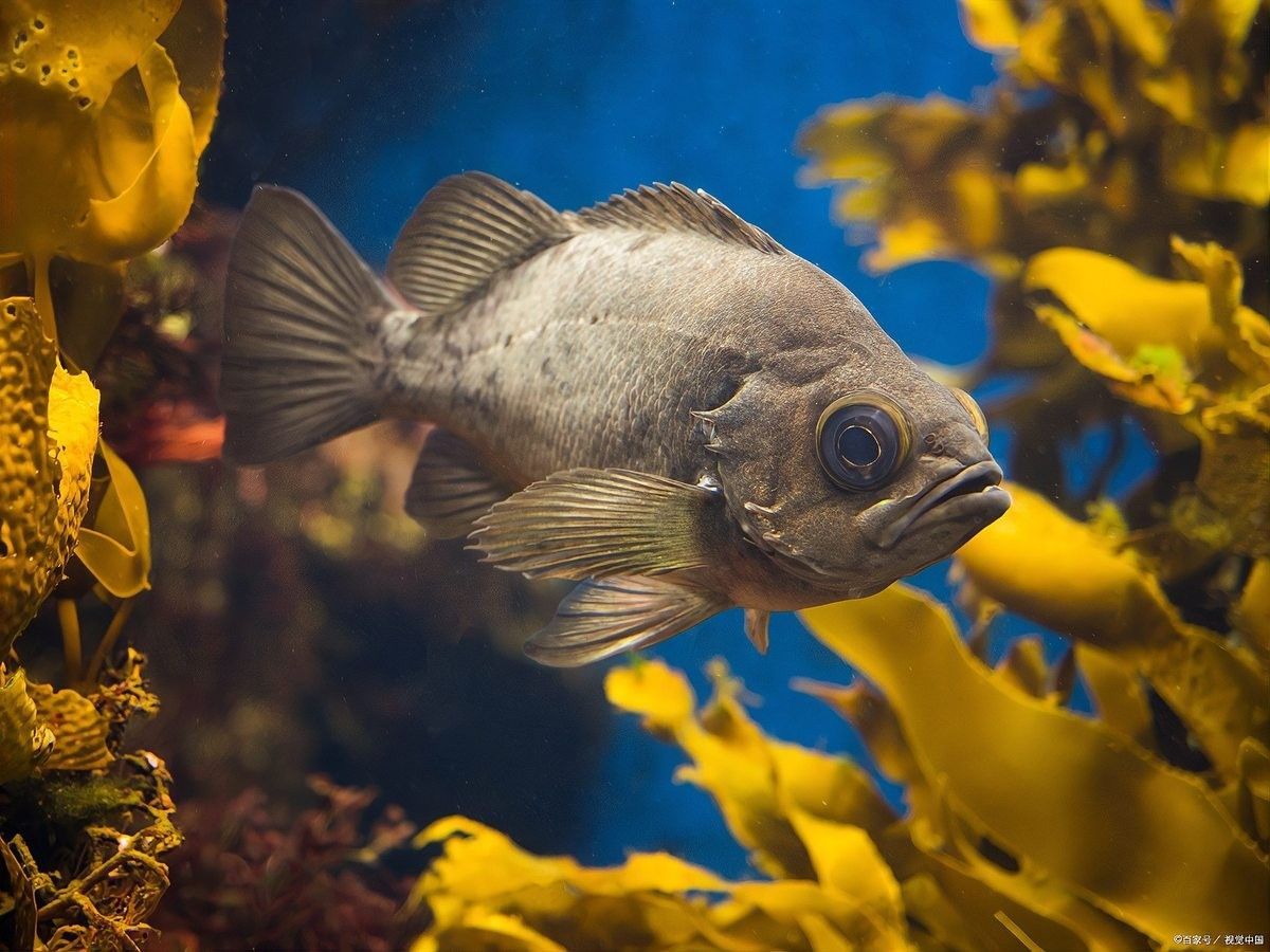 金龍魚蒙眼期間需要停食多久（玄寵宿舍，龍魚蒙眼應該怎么治療）