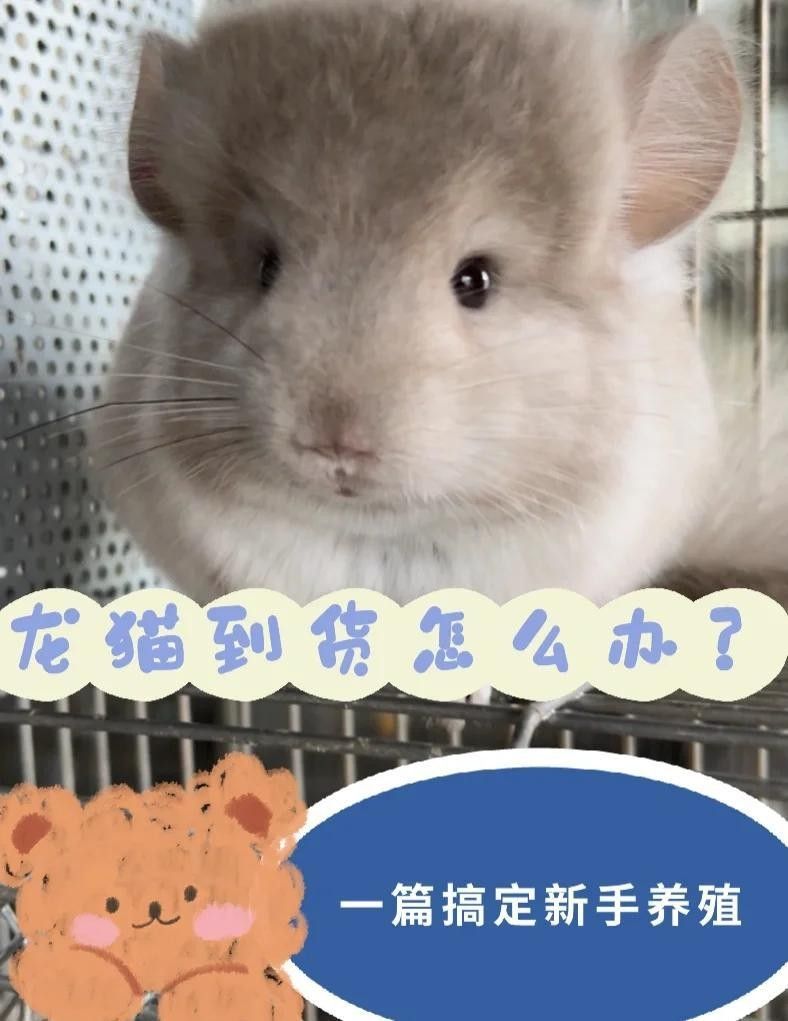 龍貓沙浴時需要注意什么（貓沙浴是一種讓它們在沙子中放松和清潔的常見做法） 龍貓沙浴時需要注意什么（貓沙浴是一種讓它們在沙子中放松和清潔的常見做法） 龍魚百科 第10張