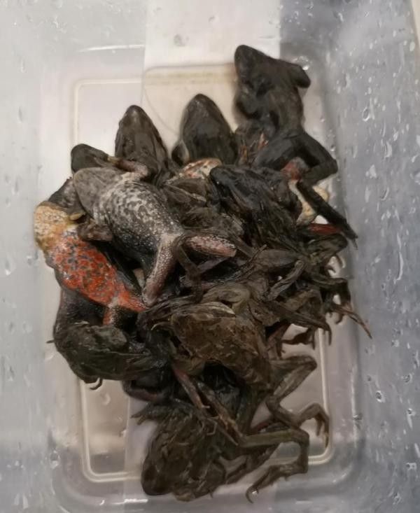 白龍魚吃什么食物最好？（養龍魚應該喂什么）
