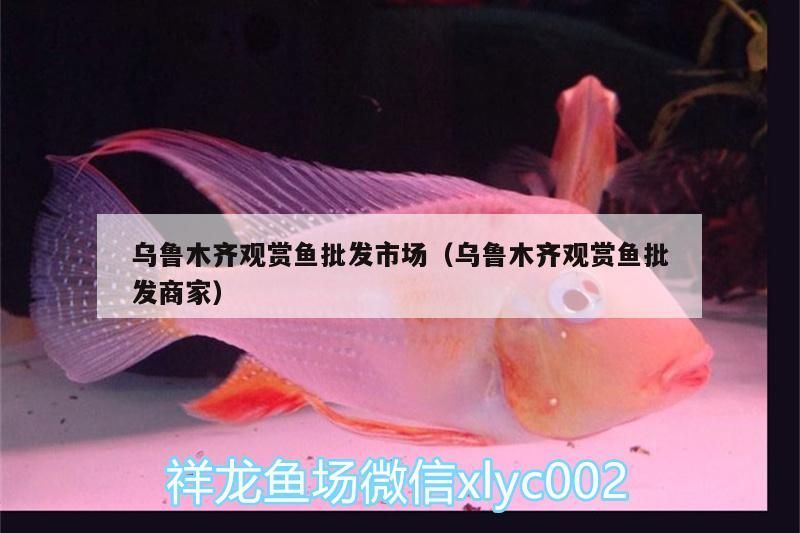 烏魯木齊觀賞魚批發市場（烏魯木齊觀賞魚批發商家）（烏魯木齊哪里有賣觀賞魚的？）