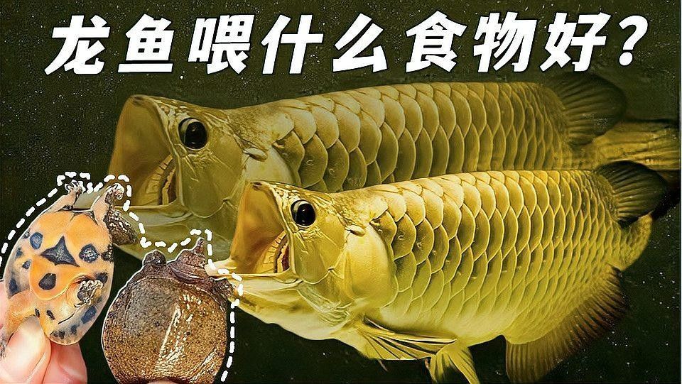 如何給龍魚補充維生素B族？（如何給龍魚補充維生素b族）