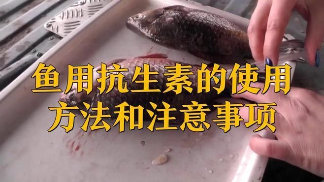 龍魚抗菌藥多久見效？（龍魚抗菌藥多久見效）