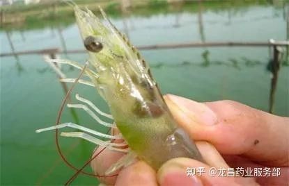 龍魚抗菌藥多久見效？（龍魚抗菌藥多久見效）