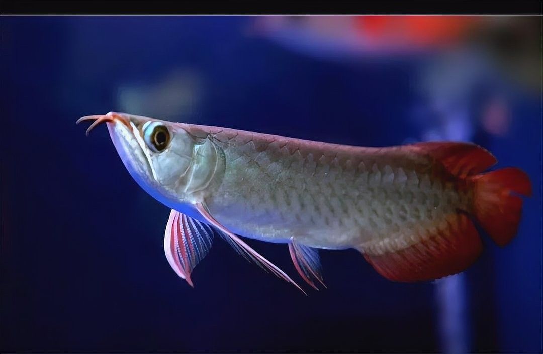 龍魚豎立行為會自愈嗎（龍魚豎立行為會自愈嗎龍魚豎立行為會自愈嗎） 龍魚豎立行為會自愈嗎（龍魚豎立行為會自愈嗎龍魚豎立行為會自愈嗎） 龍魚百科 第2張