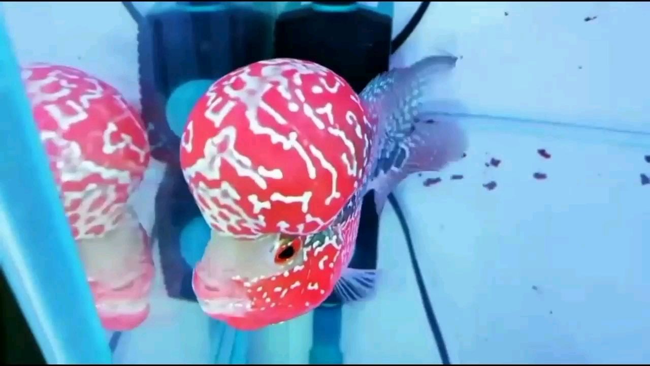 日喀則水族館極品帝王鴻運當頭（日喀則水族館極品帝王鴻運當頭展） 日喀則水族館極品帝王鴻運當頭（日喀則水族館極品帝王鴻運當頭展） 觀賞魚百科