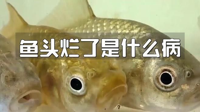 龍魚爛頭病如何區(qū)分輕中重度（龍魚頭部出現(xiàn)紅腫、潰瘍和膿包等癥狀，龍魚爛頭病如何治療）