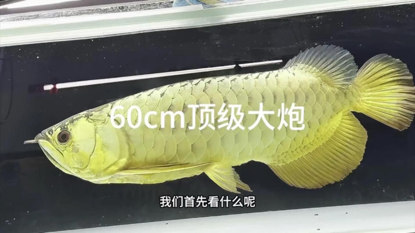 過背金龍魚燈光布局圖示例（——龍魚燈光布局圖示例）