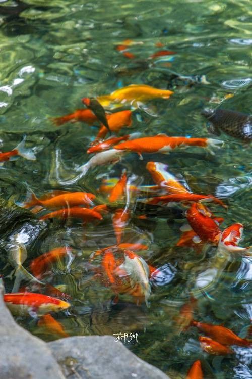 如何前往濟(jì)寧龍魚魚場（從北京到濟(jì)寧龍魚魚場的高鐵時刻表）