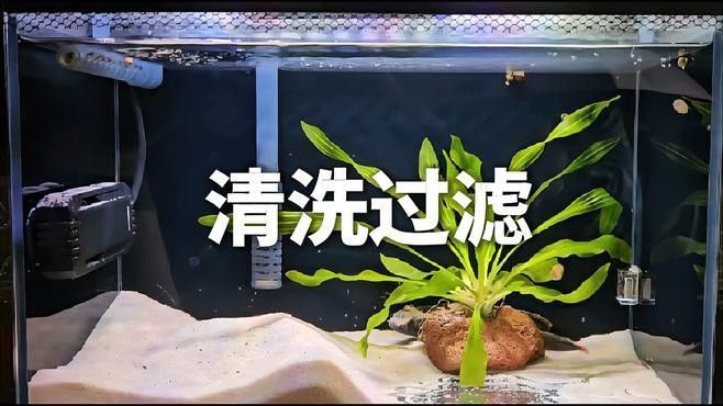 清洗龍魚缸過濾器有哪些步驟（清洗龍魚缸過濾器的步驟）