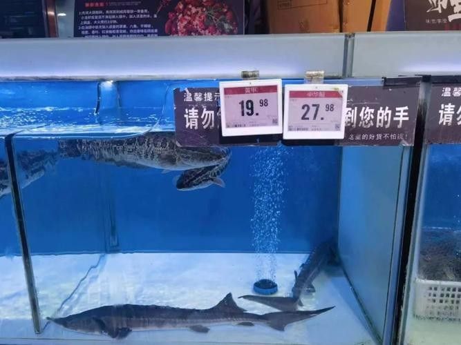 貴州鱘魚的市場(chǎng)價(jià)格是多少？（貴州鱘魚市場(chǎng)價(jià)格及其影響因素探討貴州鱘魚市場(chǎng)價(jià)格）