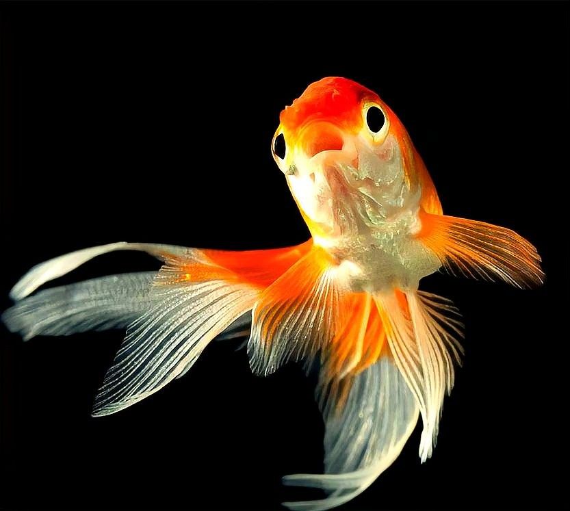 紅龍魚捕食后多久會排便？（如何通過魚便判斷觀賞魚的健康狀況）