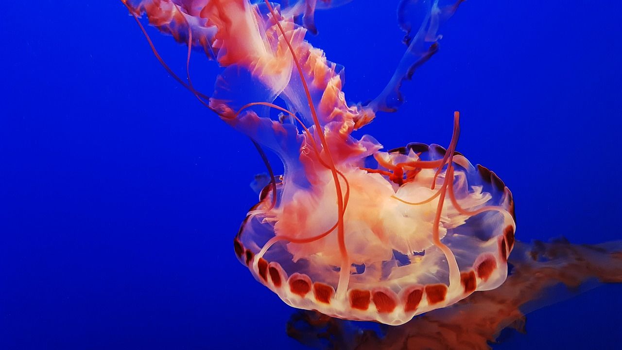 魚缸曬不到太陽怎么辦？，客廳養金魚曬不到太陽怎么辦