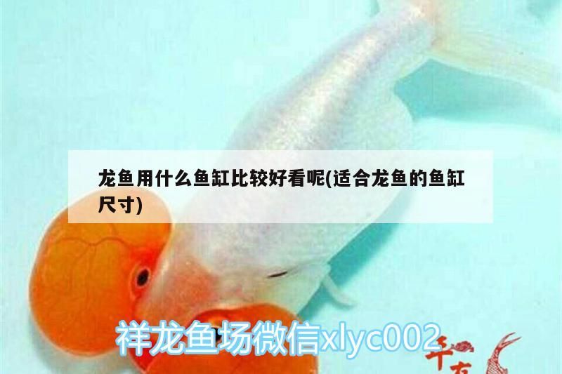 龍魚用什么魚缸比較好看呢(適合龍魚的魚缸尺寸)（金龍魚用什么魚缸比較好看）