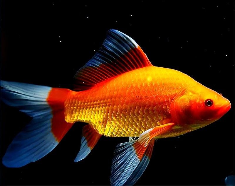 錦鯉和金龍魚有哪些不同（深空游戲，錦鯉與金鯉:區(qū)分與特點解析）