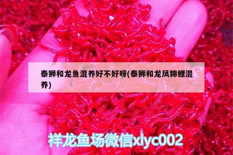 泰獅和龍魚混養(yǎng)好不好呀(泰獅和龍鳳錦鯉混養(yǎng))（泰獅和龍魚混養(yǎng)好不好呀,）