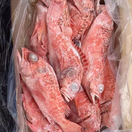 深海紅龍魚的價(jià)格是多少？（如何挑選優(yōu)質(zhì)的紅龍魚）
