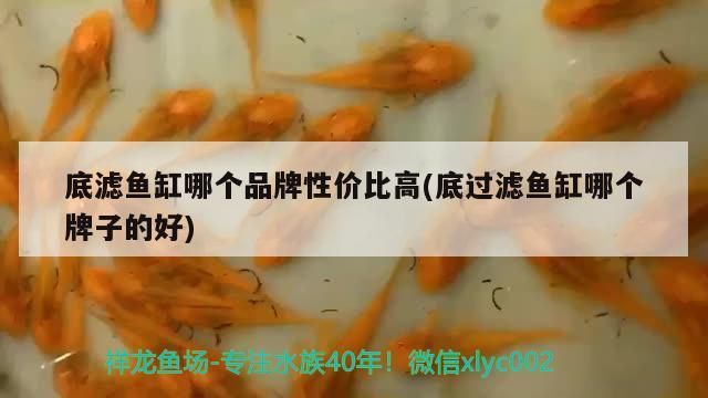紅龍魚還是金龍魚貴一點 紅龍魚貴還是金龍魚貴（紅龍魚和金龍魚哪個貴）